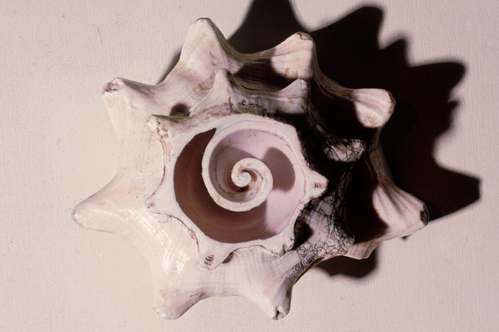 Top-down view of the interior of a shell
