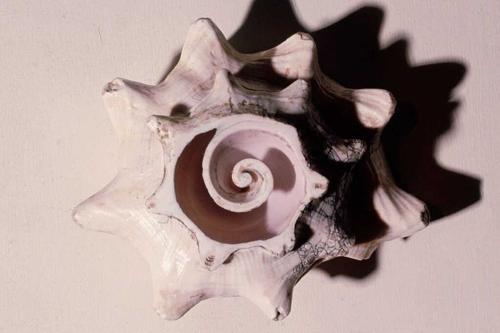 Top-down view of the interior of a shell