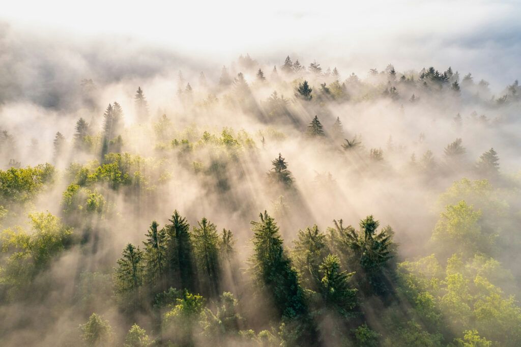 Fog rolling across a forest