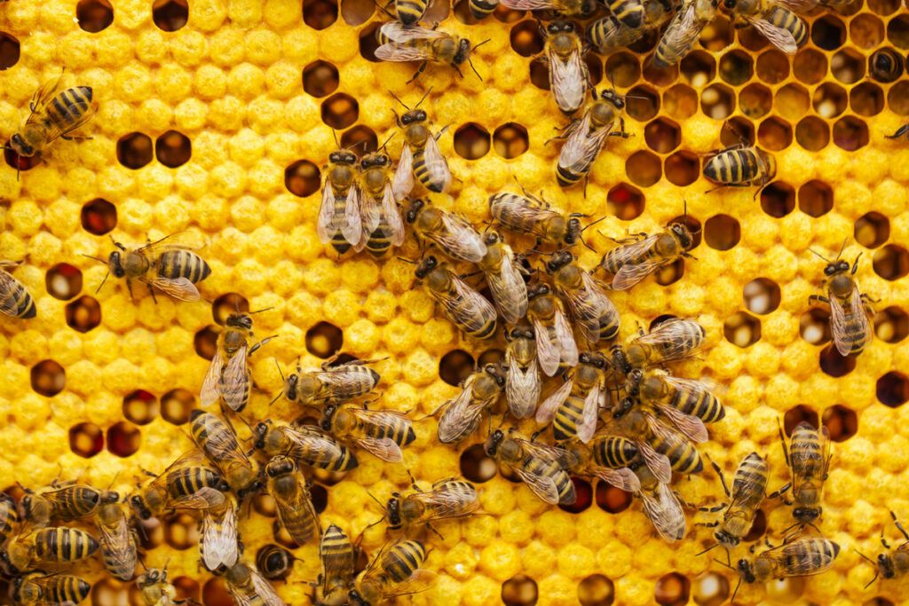 Worker bees at a hive