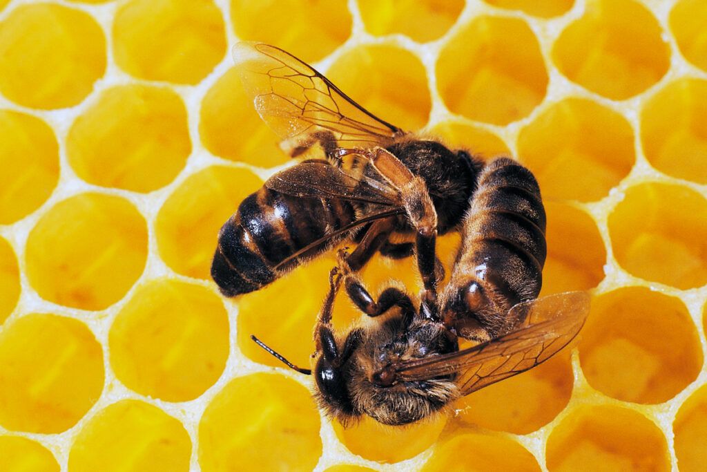 Two queen bee candidates fighting