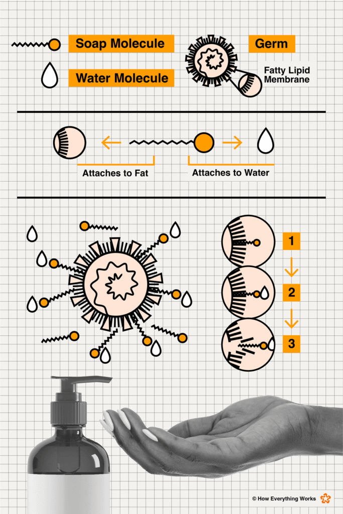 Illustration of how soap kills germs