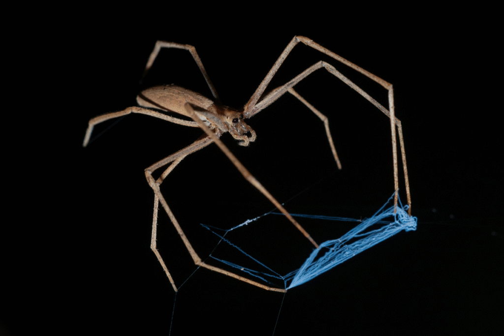 Ogre-faced spider