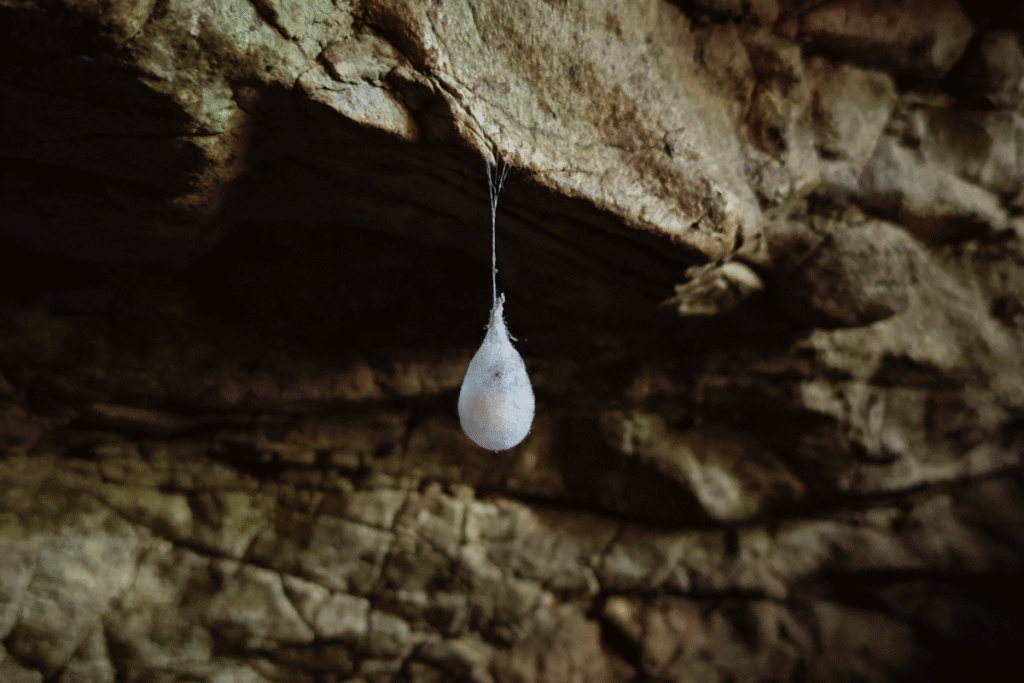 Egg-sac spider web