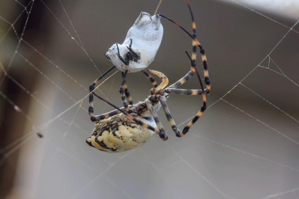 Spider catching prey in its web