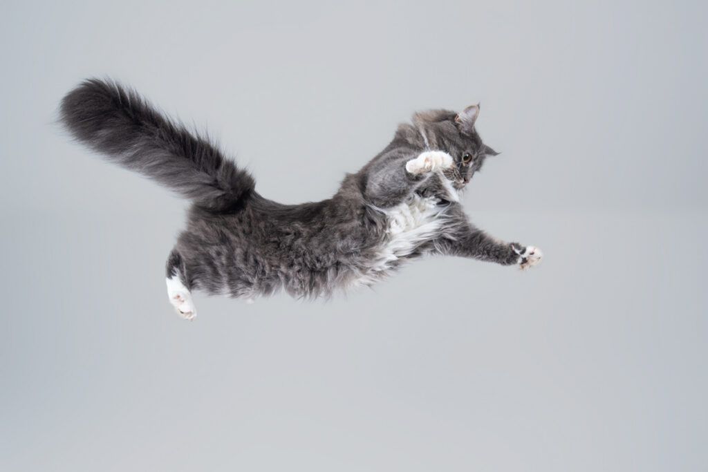 A cat jumping mid-air
