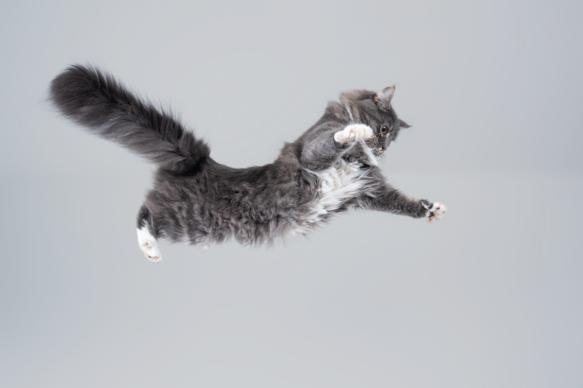 A cat jumping mid-air