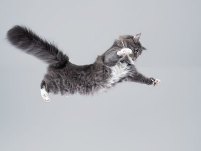 How Do Cats Always Land on Their Feet?