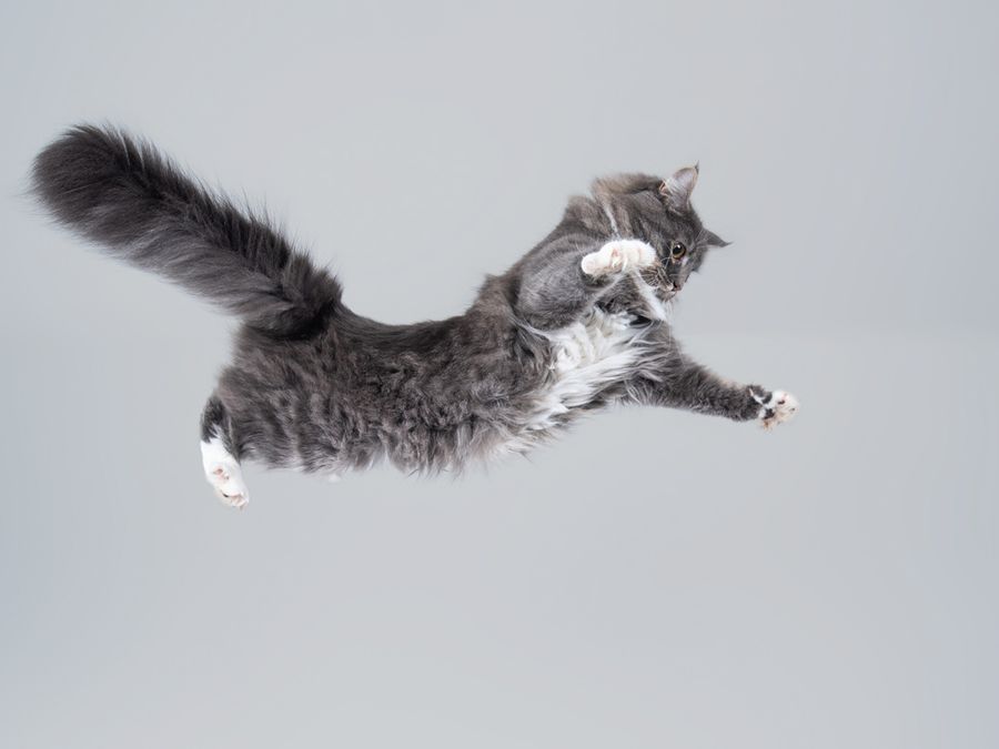 A cat jumping mid-air