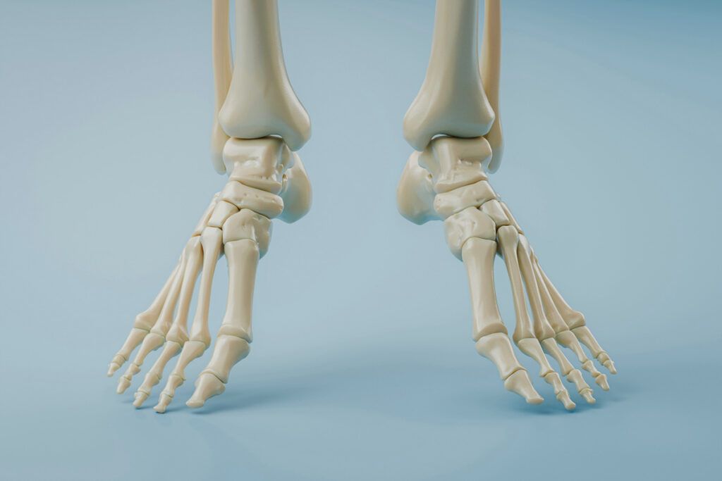 Skeletal bones of feet and ankles