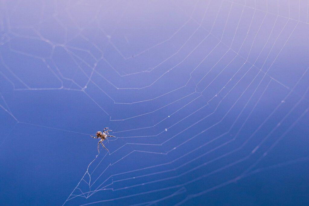 Spider on its web