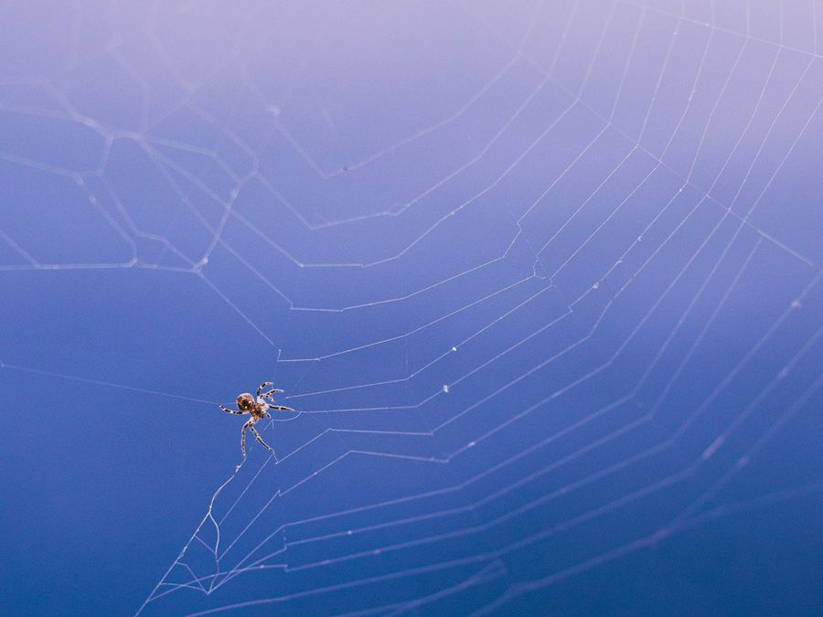Why Don’t Spiders Get Stuck in Their Webs?