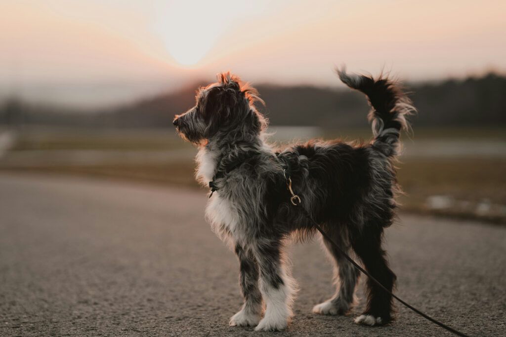 A dog with its tail raised