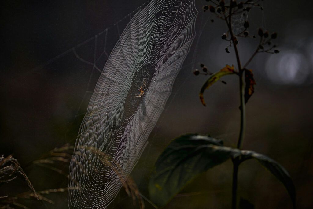 Spiderweb