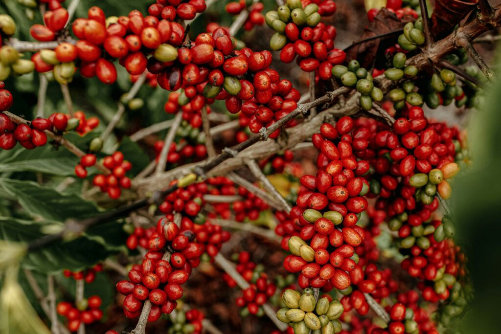 Coffee berries