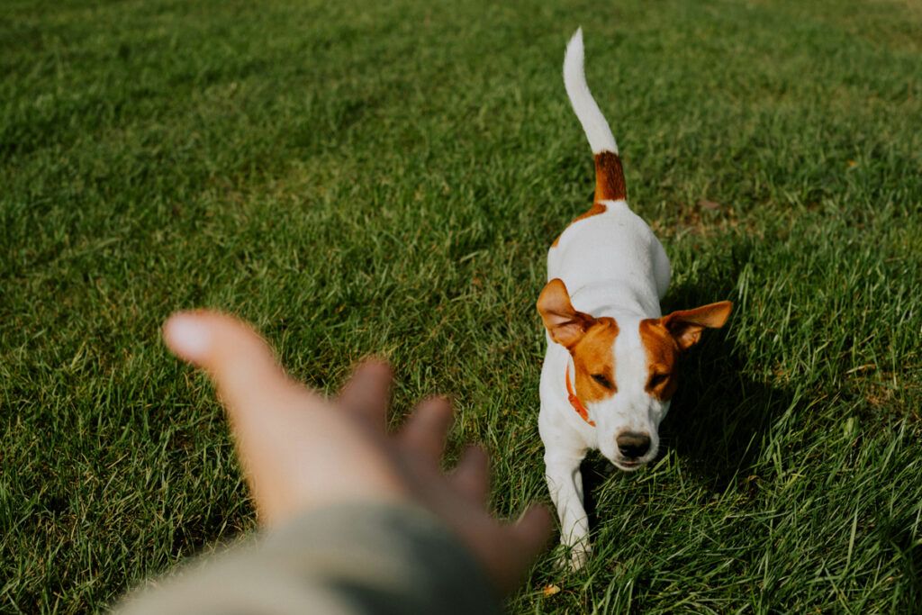 Dog in the grass with a person