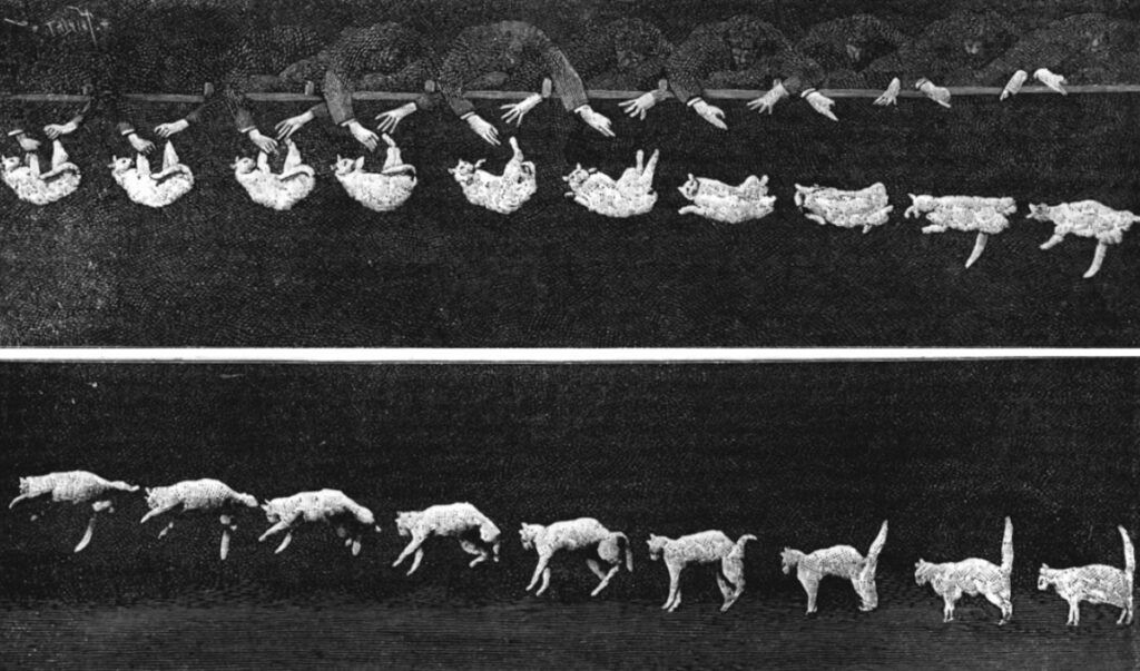 Original images of a cat landing from 1894