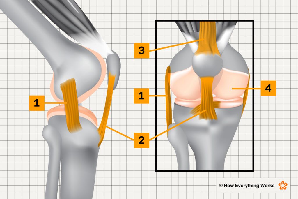 Diagram of the anatomical structure of a human knee