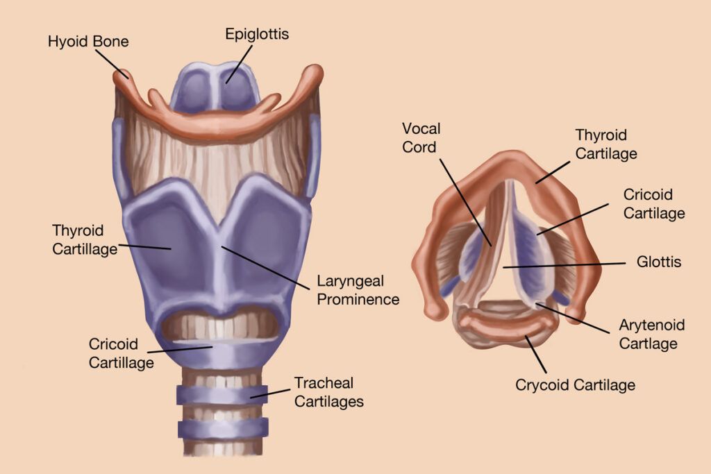 Diagram of the vocal tract