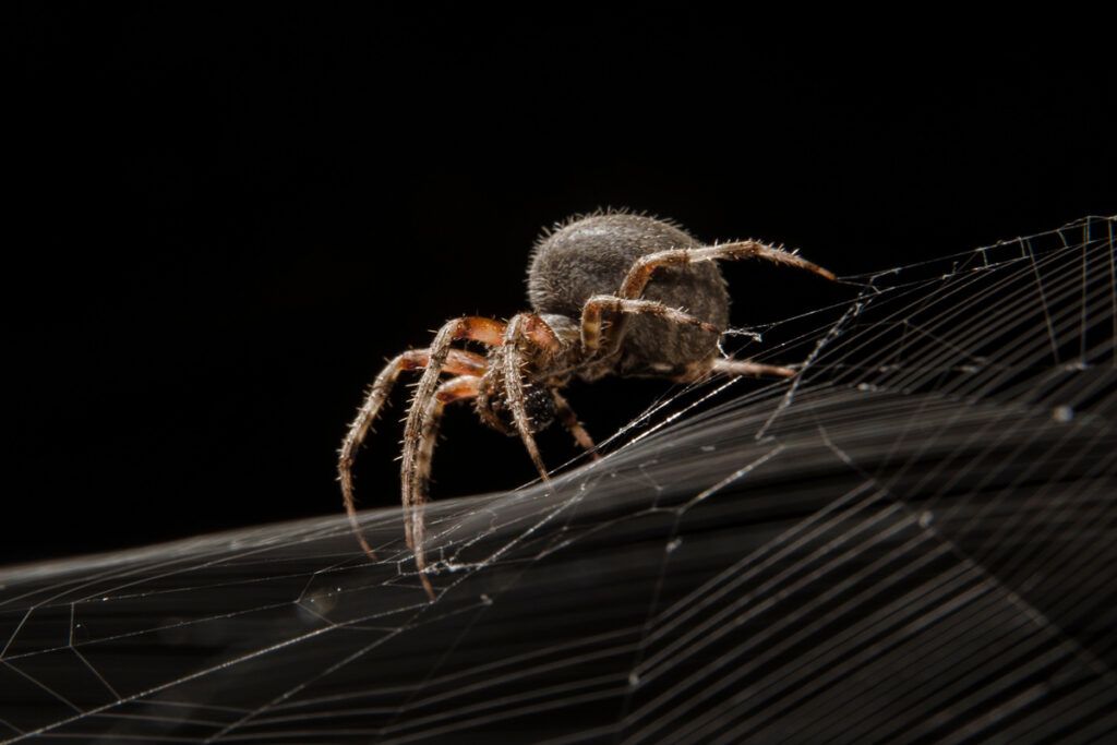 Spider walking on its web