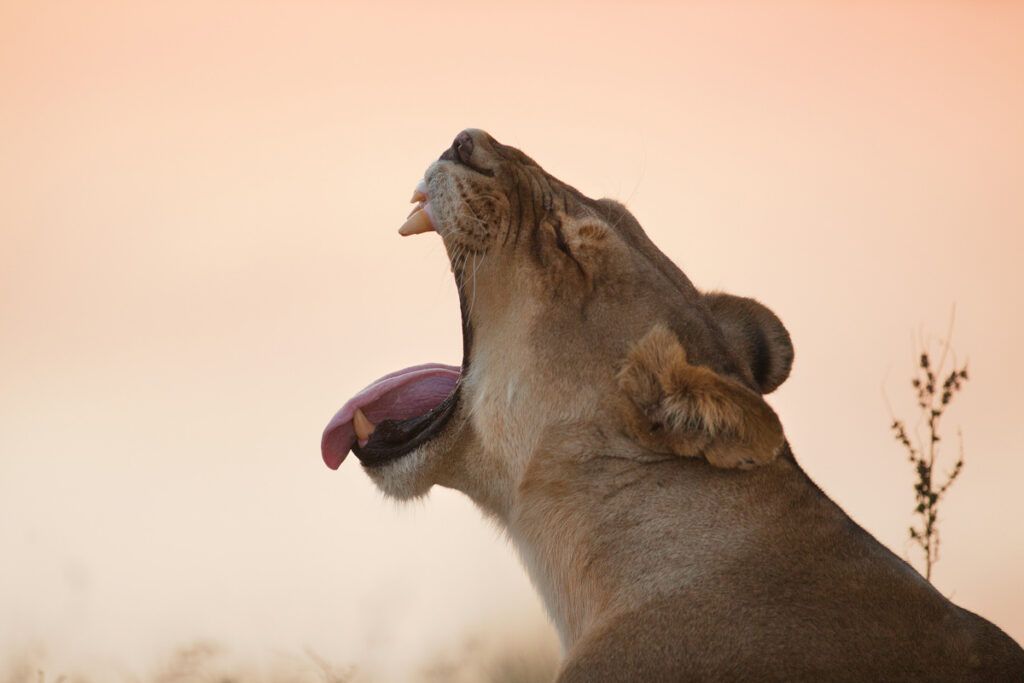 A lion yawning