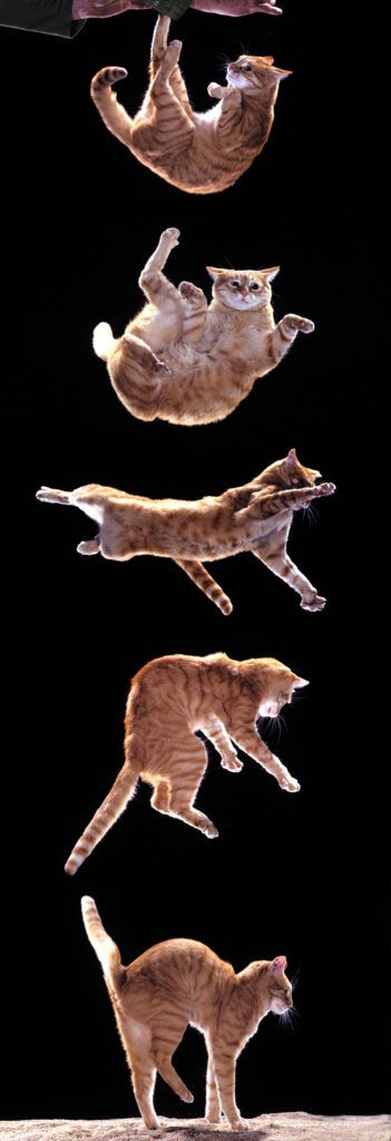 The motions of a cat mid-fall