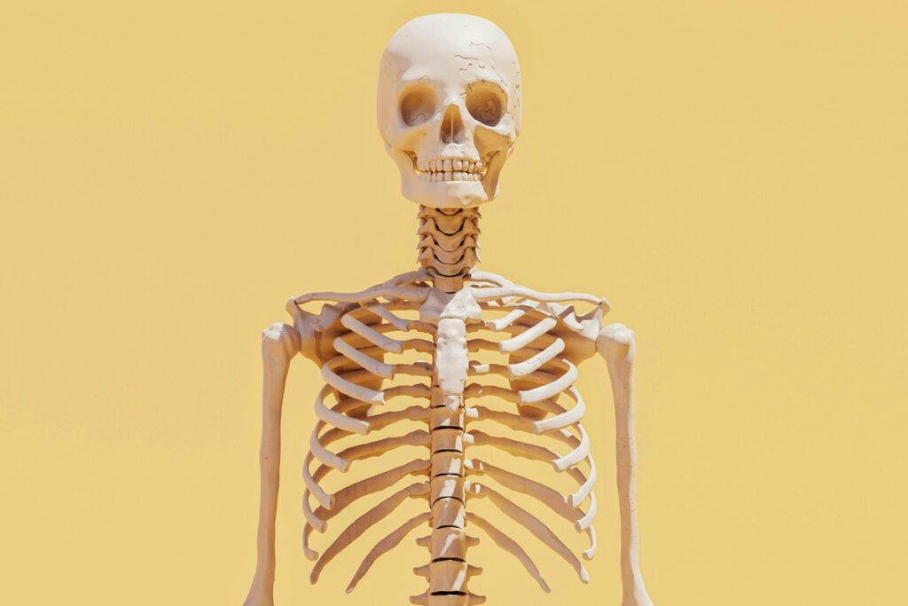 Human skeleton