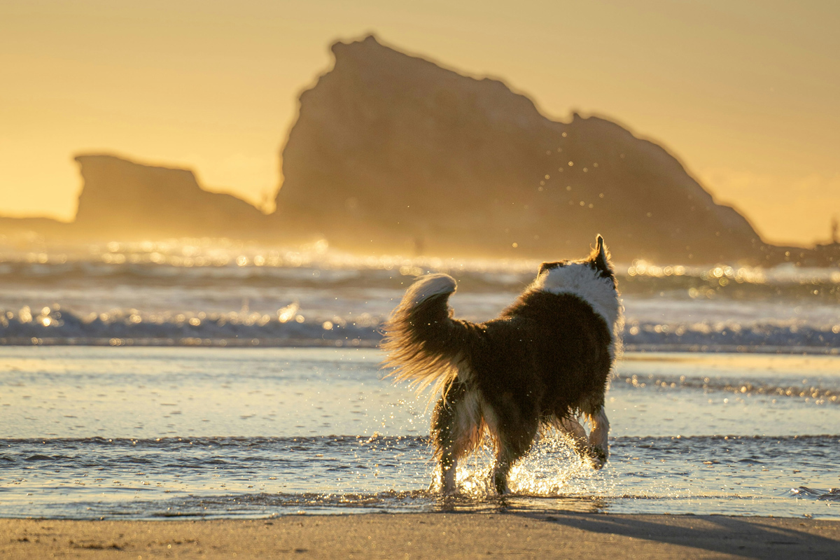 Dog on a beach