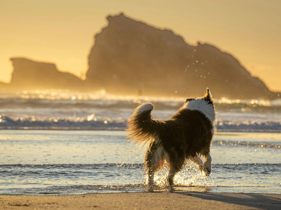 Do Dogs Wag Their Tails Because They’re Happy?