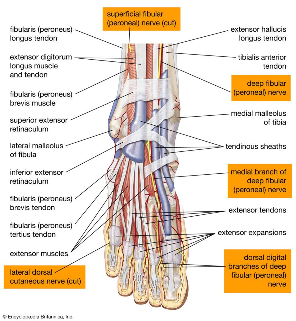 Diagram of foot anatomy