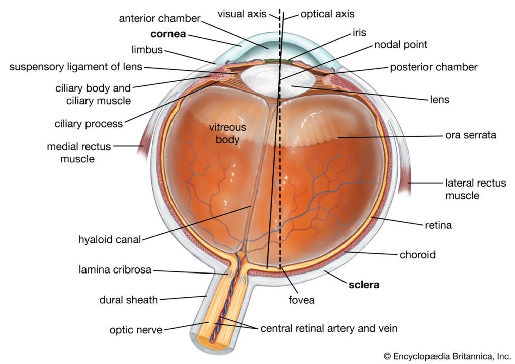 Diagram of the human eye
