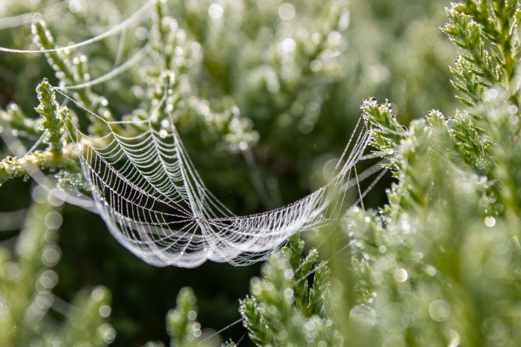 Flexible spider silk