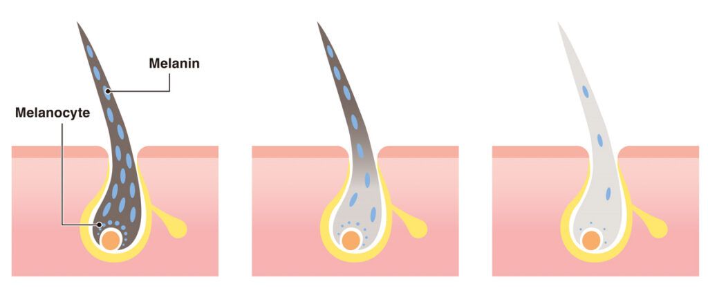 Diagram of hair anatomy