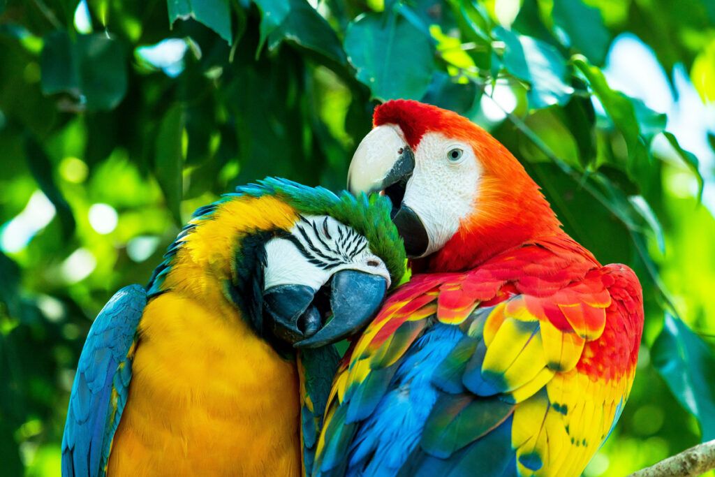 Two parrots