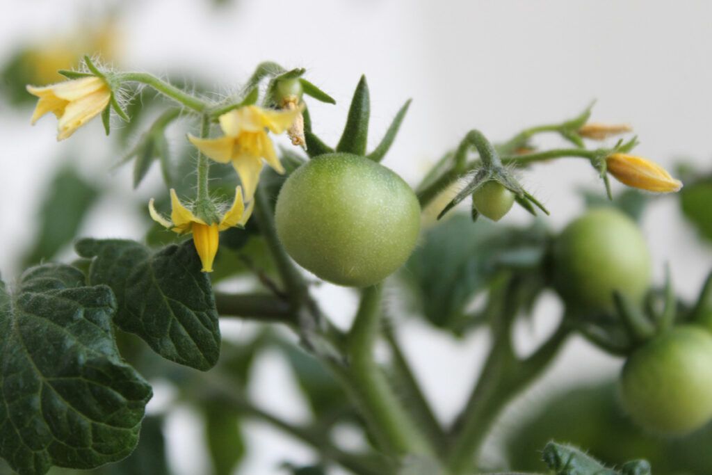 Green tomatoes and tomato flowers