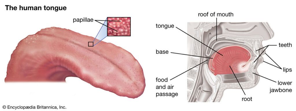 Diagram of human tongue