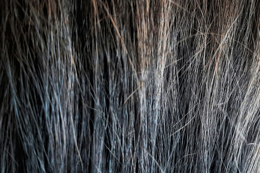 Brown hair turning gray