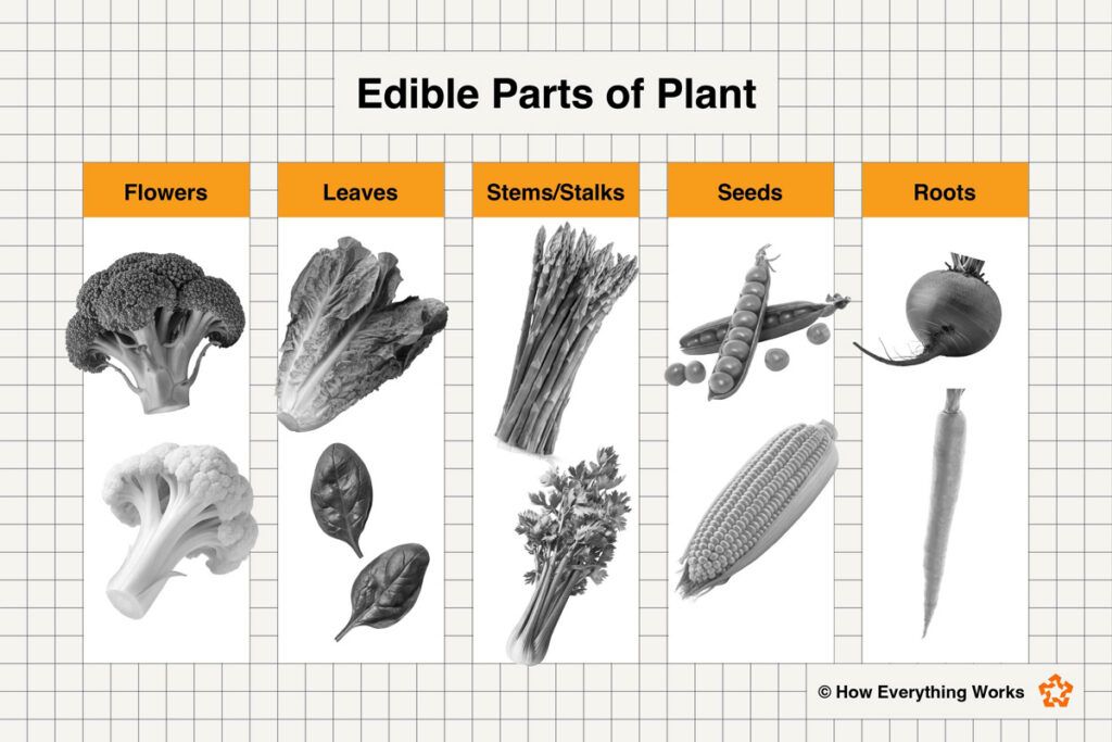 Diagram of major types of vegetables