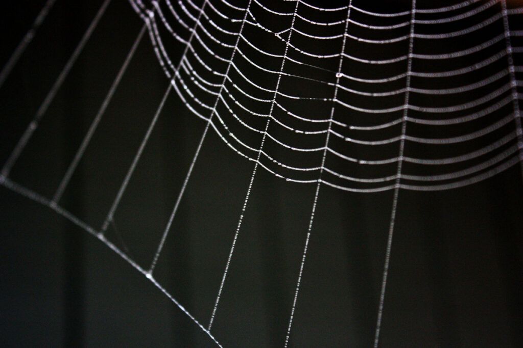 Spider web