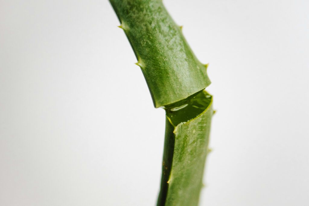 Aloe leaf snapped open