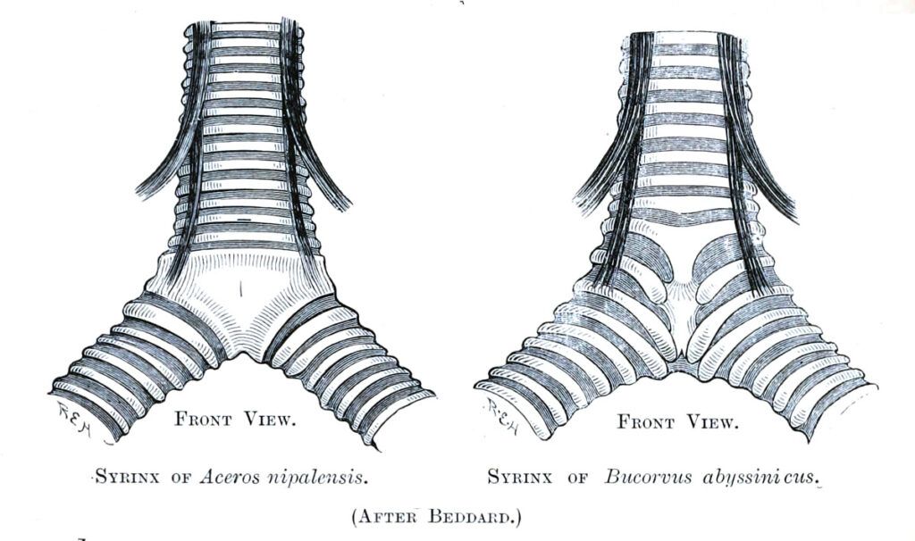 Diagram of a parrot's syrinx