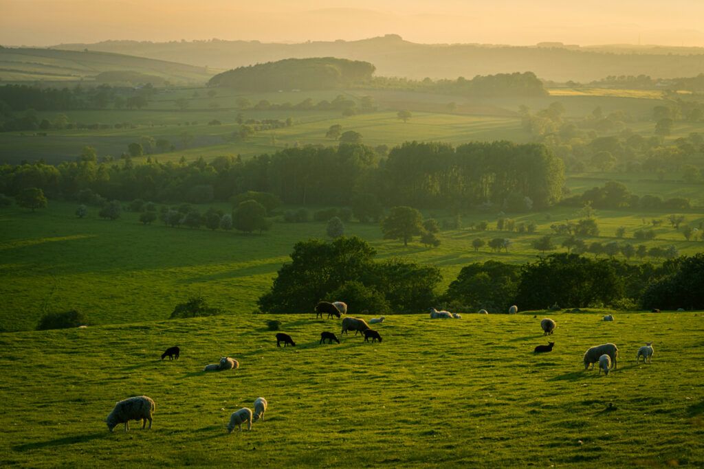 European farm with livestock