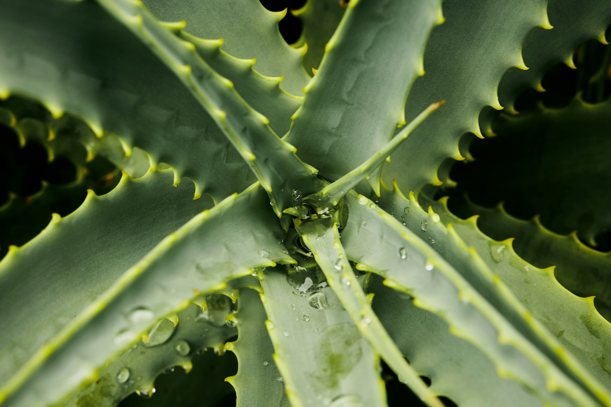 Aloe plant