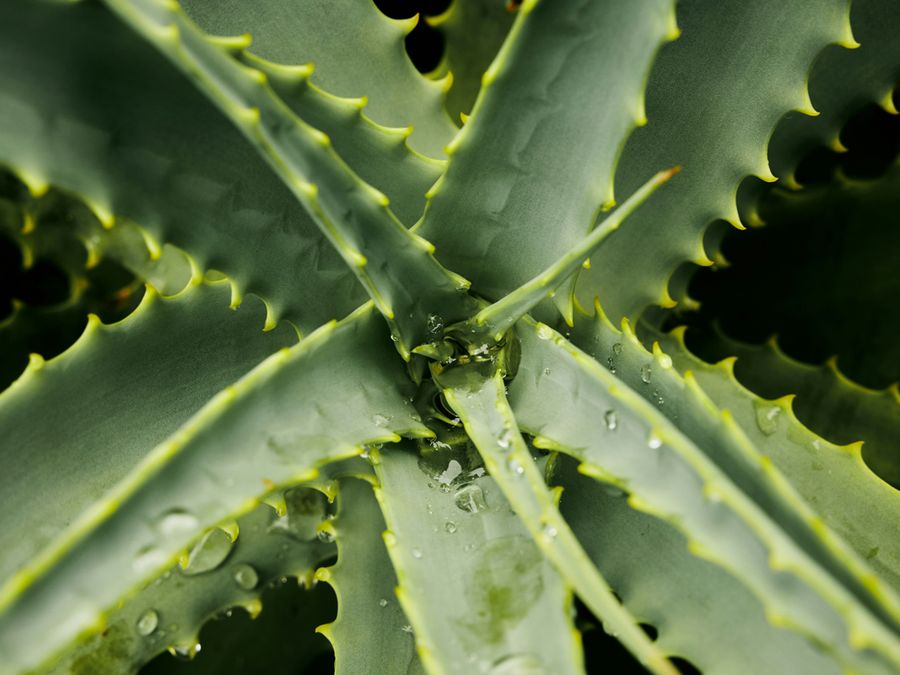 Why Does Aloe Stop Your Sunburn From Hurting?
