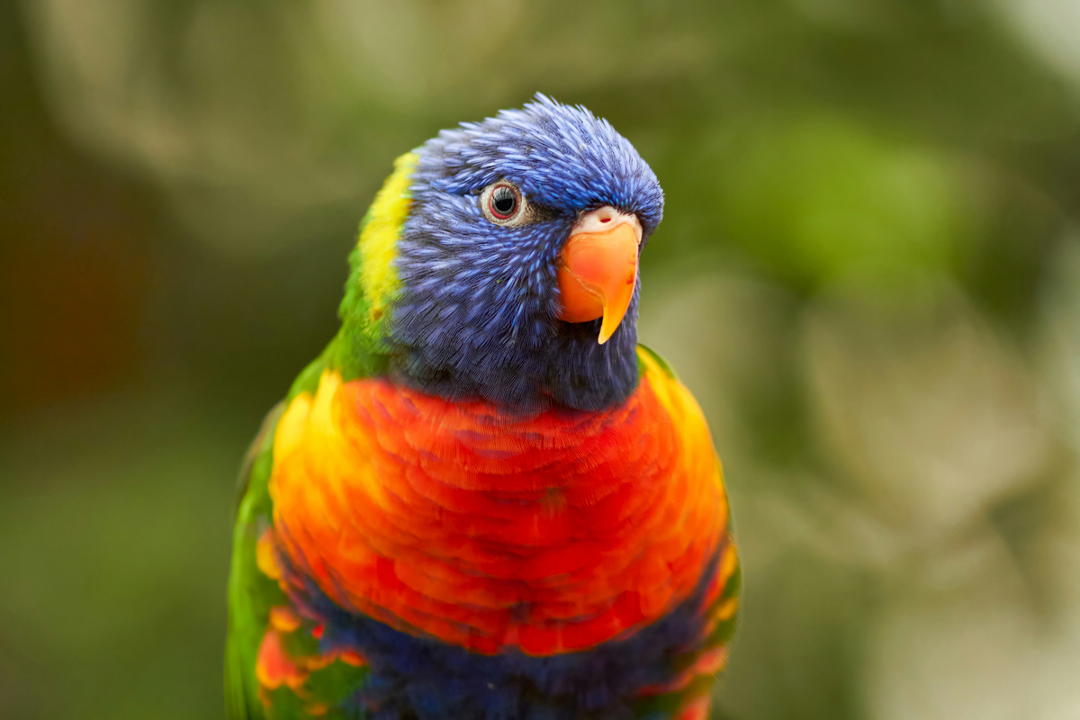 Colorful parrot