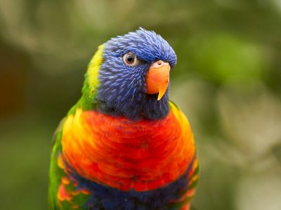 How Can Parrots Talk?