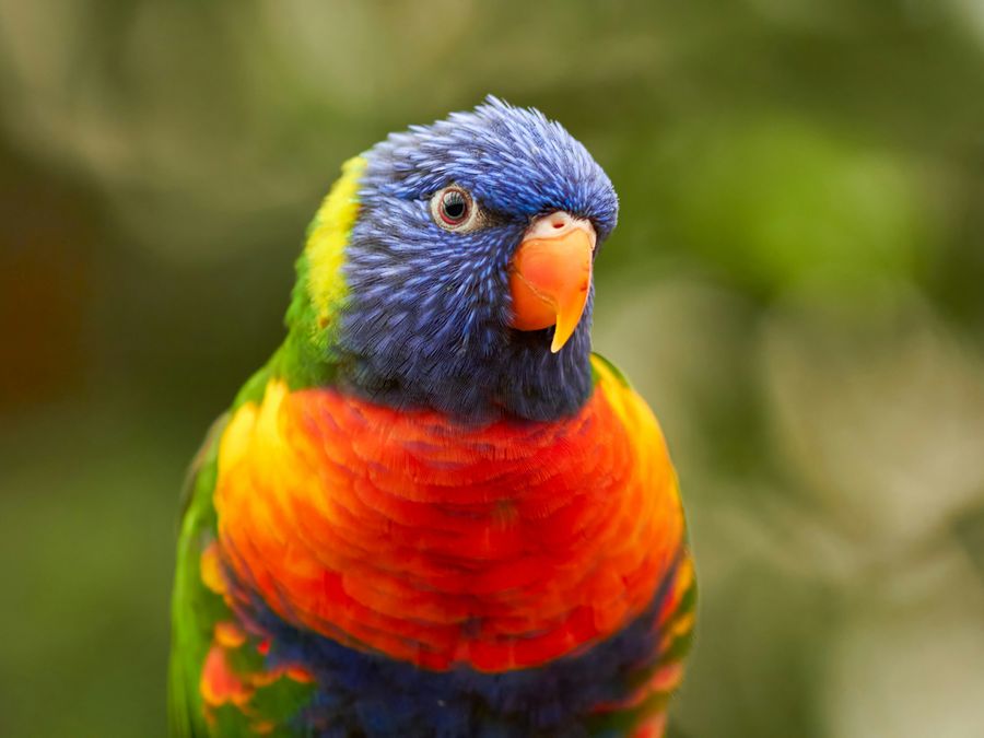 How Can Parrots Talk?
