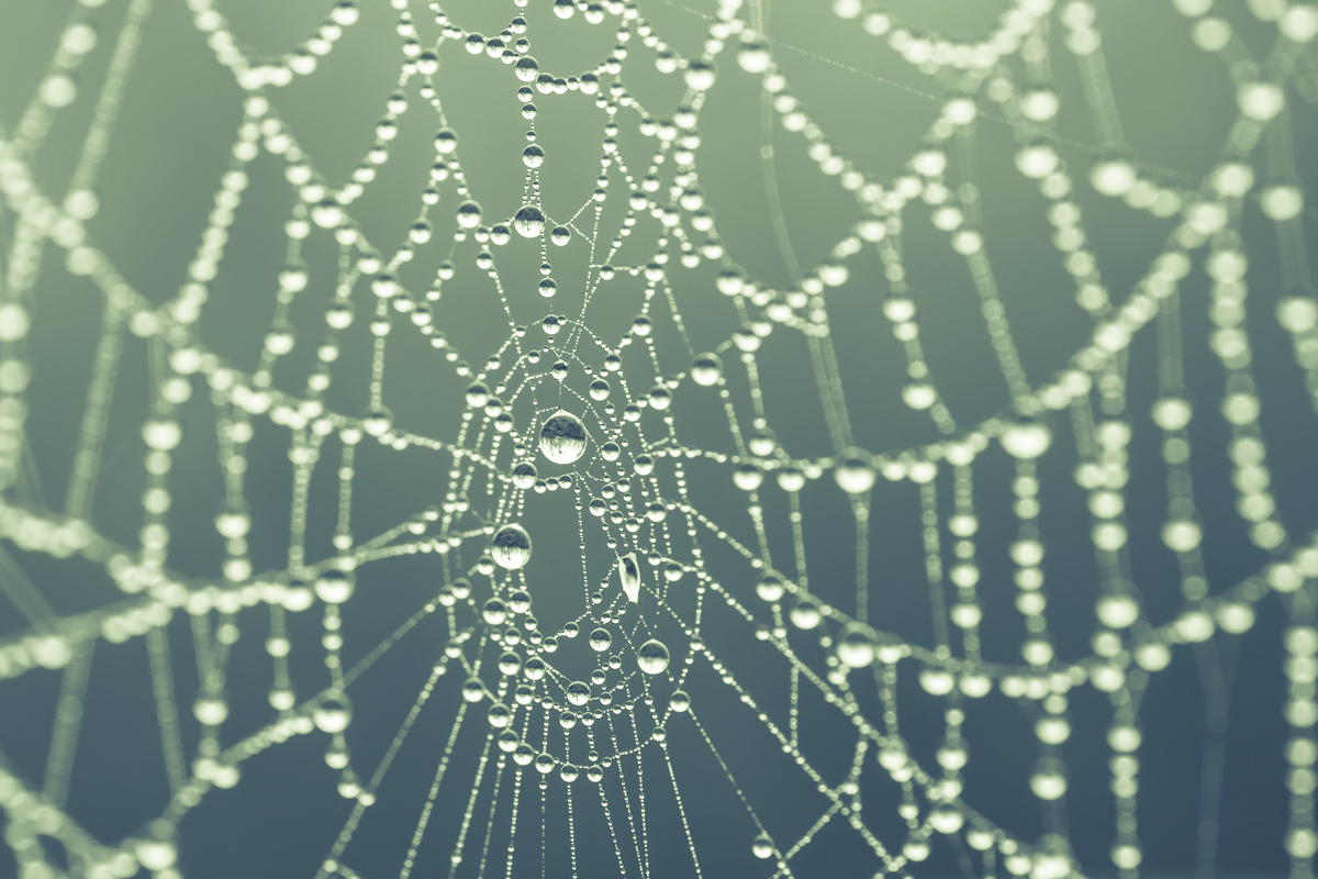 Spider web with dew