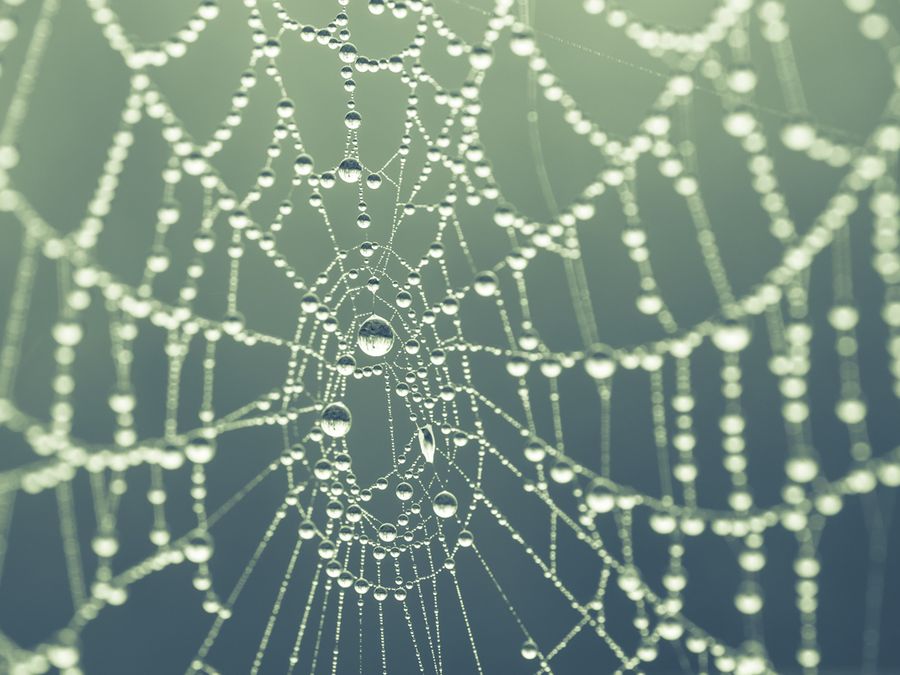 Spider web with dew