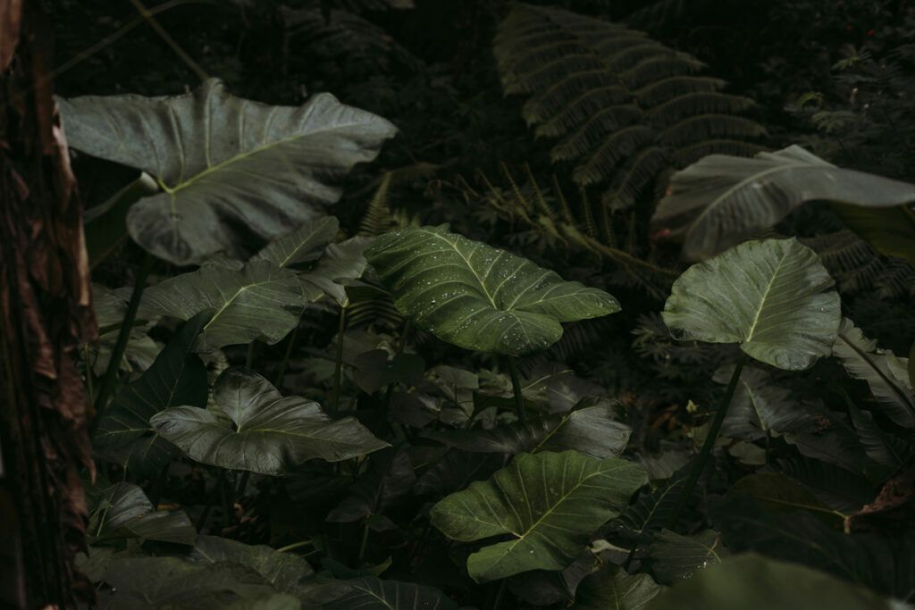 Ancient plant fossils